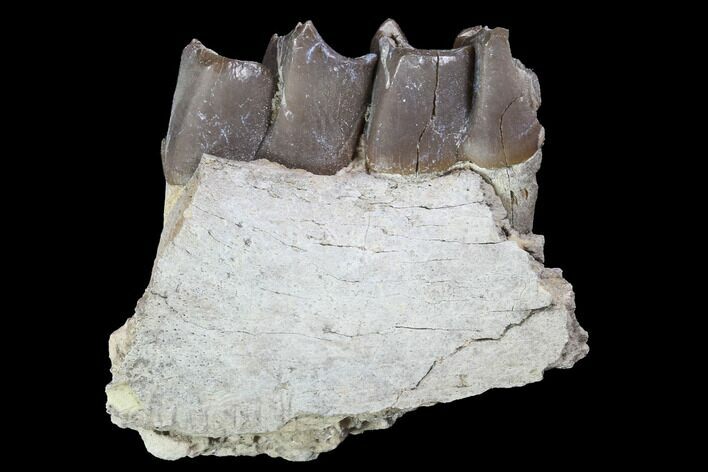 Hyracodon (Running Rhino) Jaw Section - South Dakota #90261